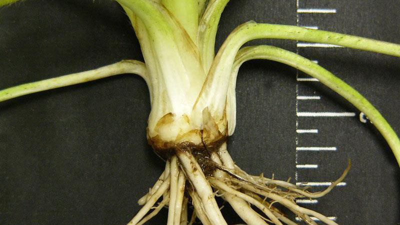 Hairy buttercup root type