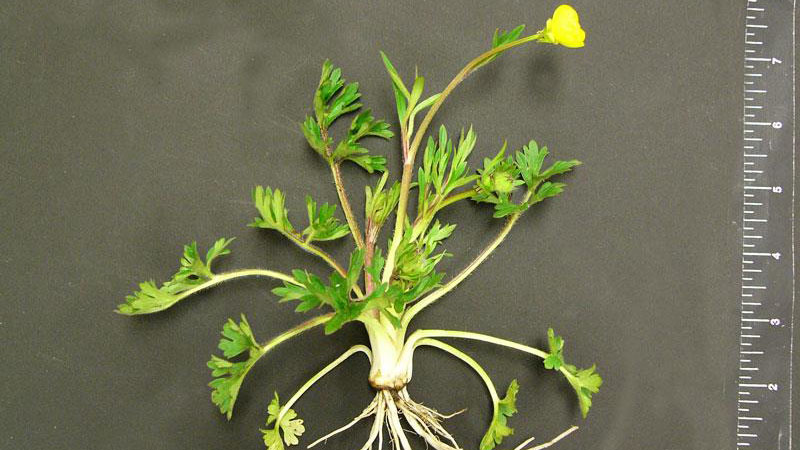 Hairy buttercup growth habit.
