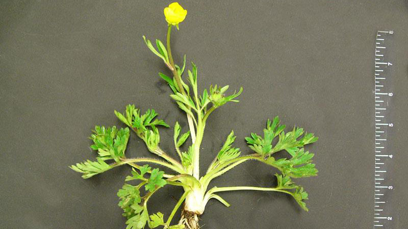 Hairy buttercup growth habit.
