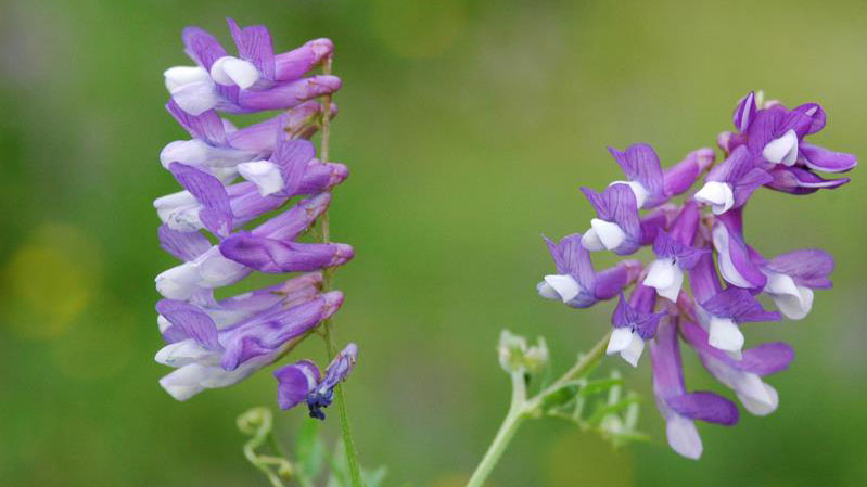Hairy vetch flower color.