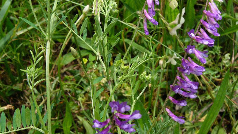 Hairy vetch flower color.