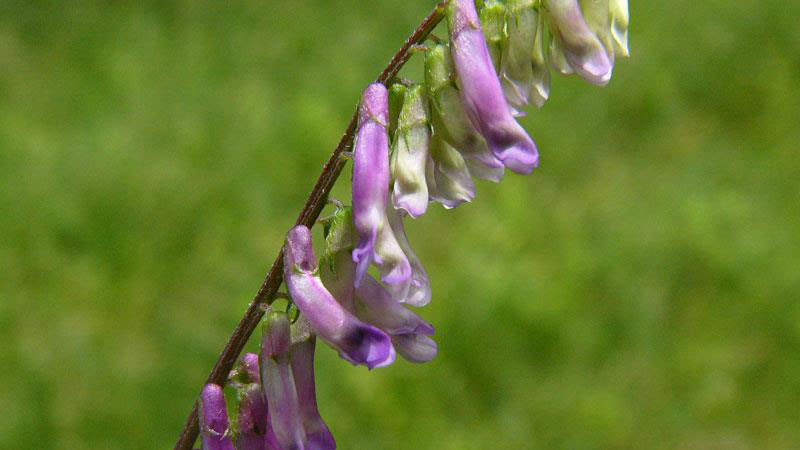 Hairy Vetch flower color.
