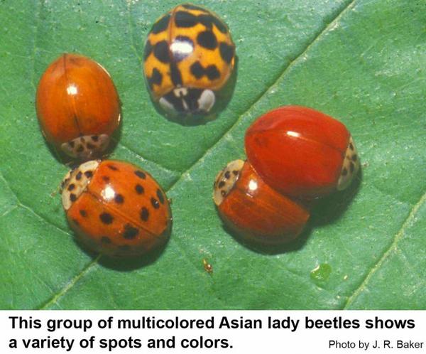 Harmonia lady beetles have various spots and colors.