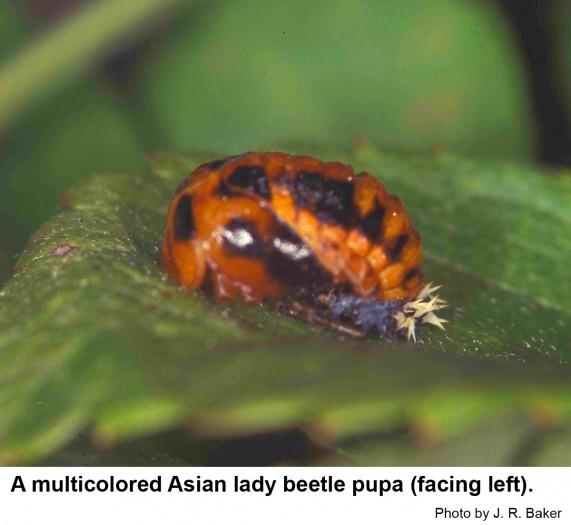 Harmonia lady beetle pupae are anchored to the leaf at the rear.