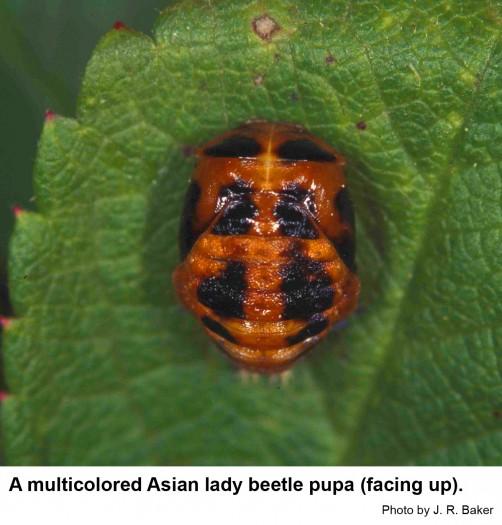 Harmonia lady beetle pupae are sometimes mistaken for scale inse
