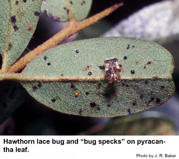 Hawthorn lace bug and "bug specks" on pyracantha leaf