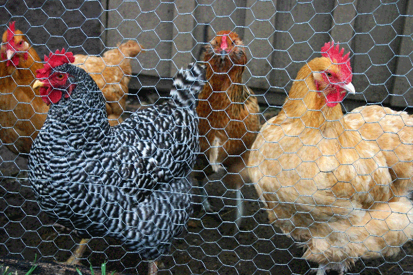 Chickens in a fenced outdoor space