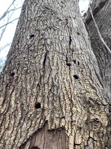 infested maple riddle with holes caused by the beetle