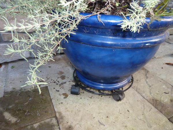 Live Potted Rosemary Tree in a Birch Bark Pot Container 18-22 Mini Christmas Tree Ships from Easy to Grow TM 