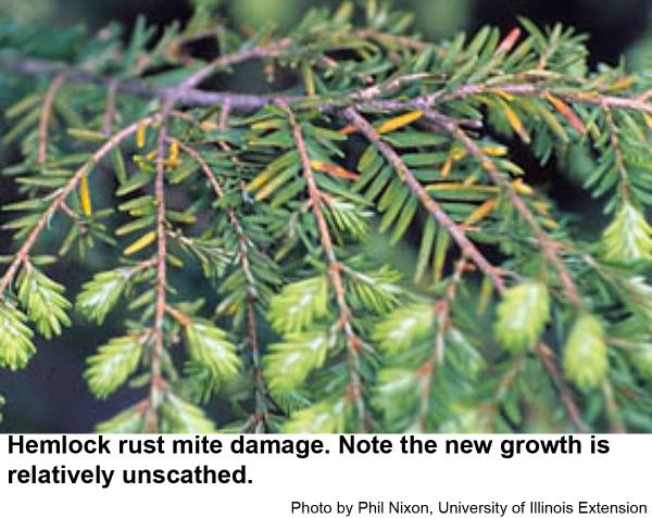 Hemlock rust mite damage. Note the new growth is relatively unscathed.