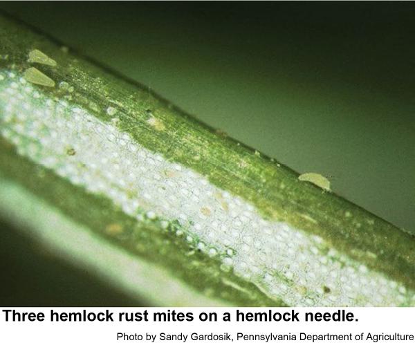 Three hemlock rust mites on a hemlock needle.