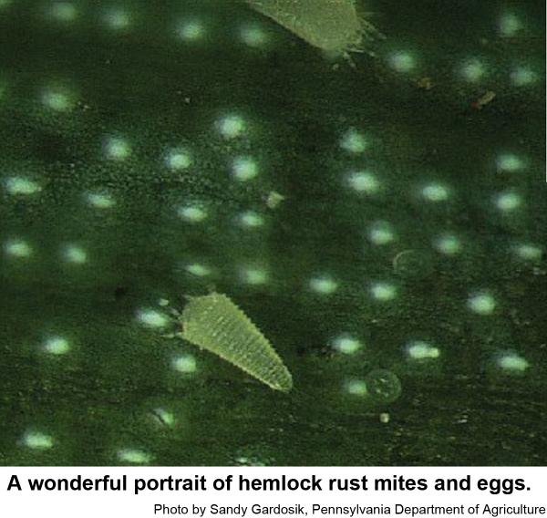 A wonderful portrait of hemlock rust mites and eggs.