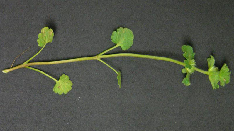 Henbit leaf margin.