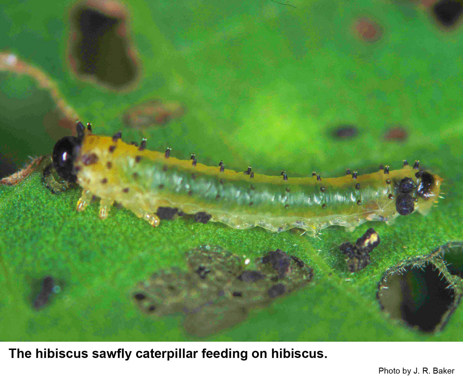 Older hibiscus sawfly caterpillars chew holes in mallow leaves.