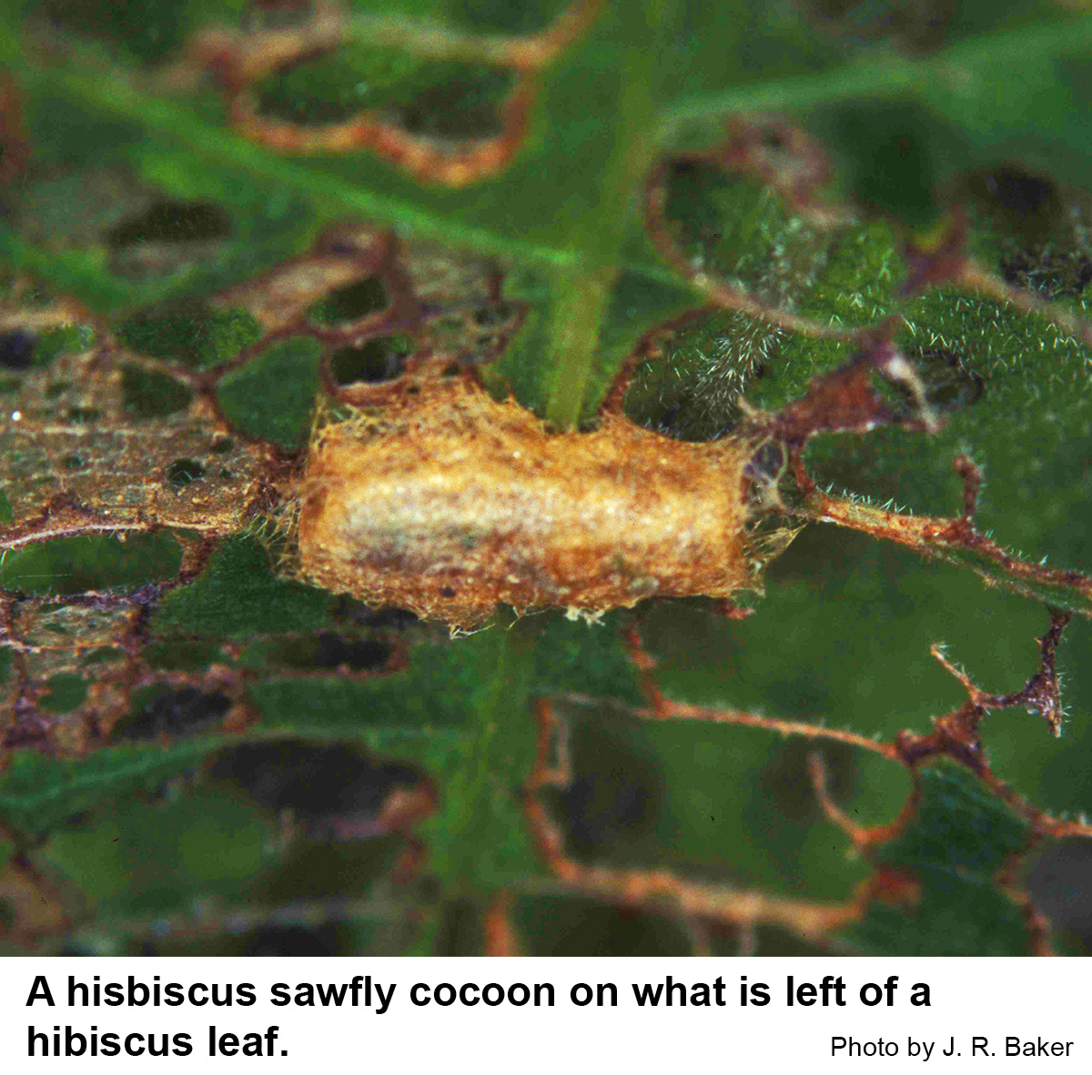 Mature hibiscus sawfly caterpillars spin a tough, brownis cocoon