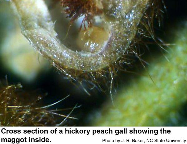hickory peach gall maggots are more or less colorless