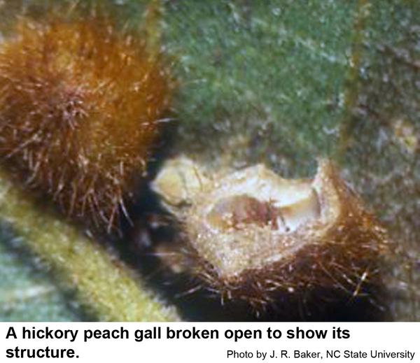 Hickory peach galls are spherical
