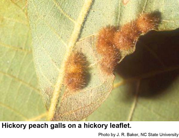 Hickory peach galls