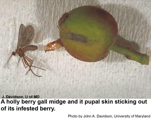 Thumbnail image for Holly Berry Gall Midge
