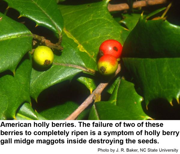 Berries infested by the holly berry gall midge