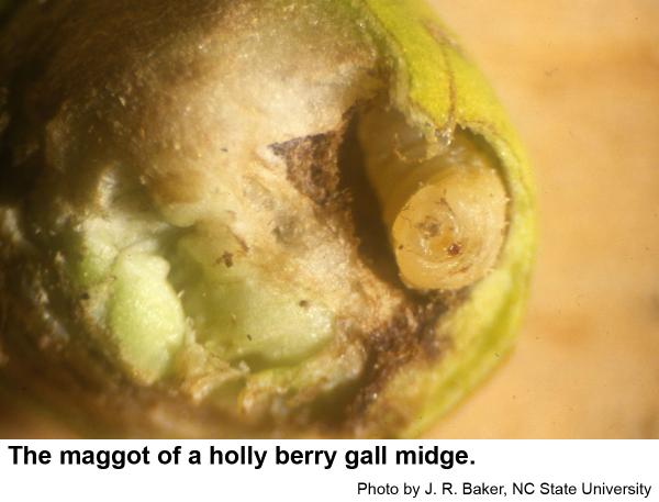 Holly berry gall midge maggot