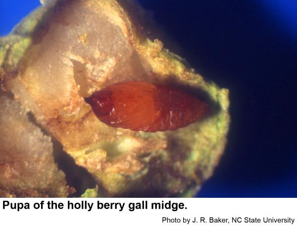 holly berry gall midge pupa
