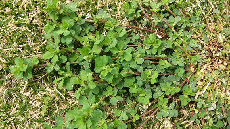 Hop clover leaflet shape.