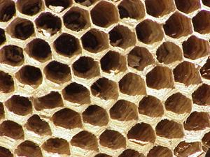 Close up of European hornet nest comb.