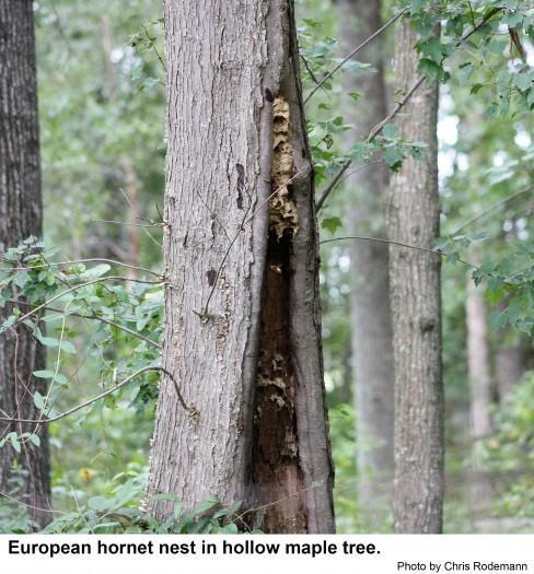 European hornet nest in a hollow maple tree.