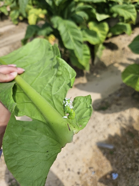 stilt bug insect on a detached tobacco leaf nearby a parasitized hornworm with cocoons on its back