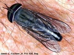 Horse fly on human skin