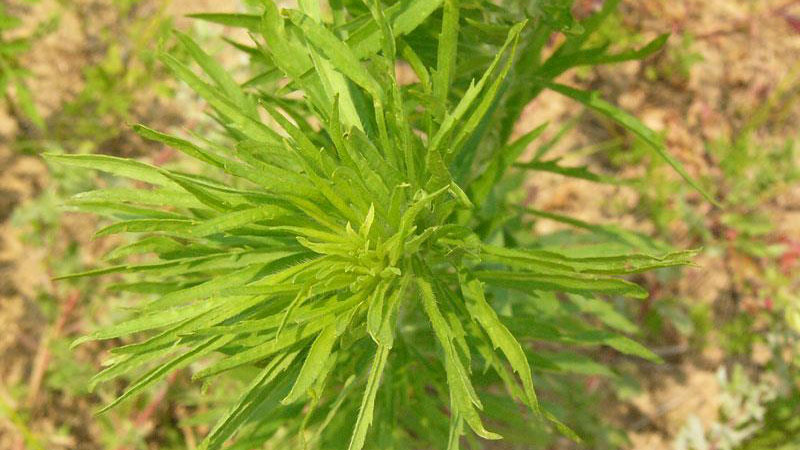 Horseweed growth habit.