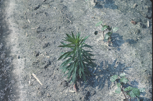 Photo of mare's tail or hoseweed