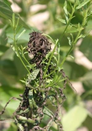 Horseweed showing some injury