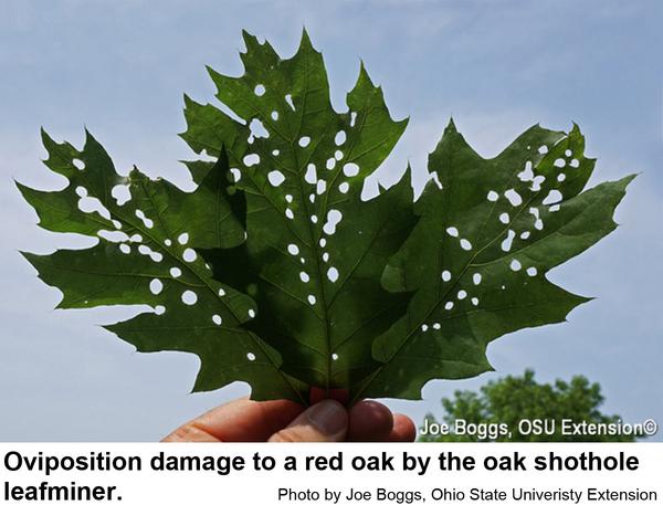 Photo of leaf with oak shothole leafminer damage