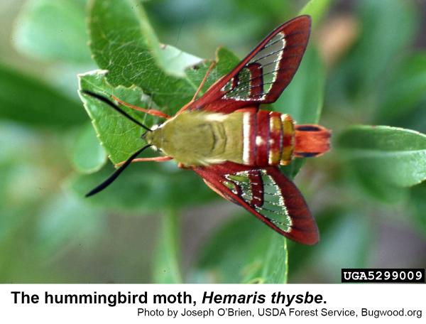 Thumbnail image for Bumblebee Moth and Hummingbird Moth