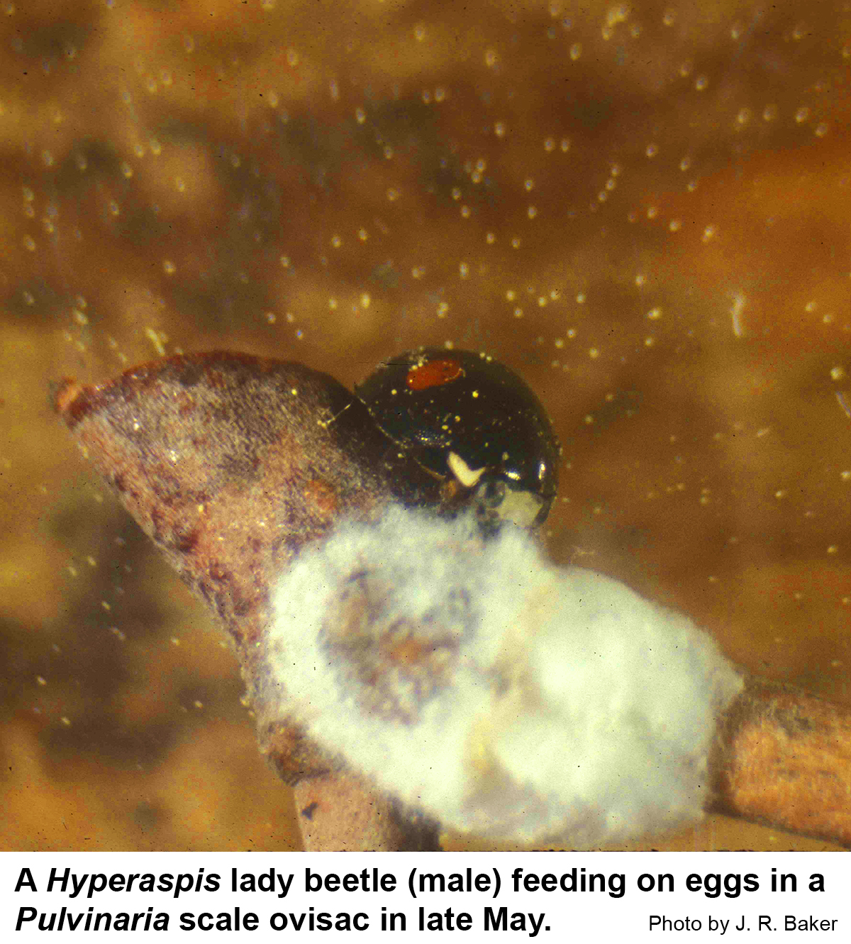 Hyperaspis lady beetle adult.