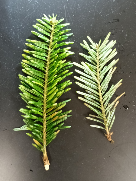 image of Diaporth eres infested Fraser fir branch