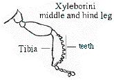 Figure 3. Xyleborini middle and hind leg.
