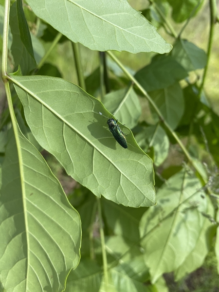 A metallic green beetle rests on a green leaf