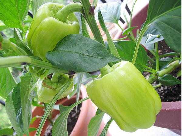 Photo of bell pepper plant