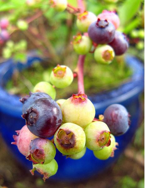 Photo of blueberry bush in a pot
