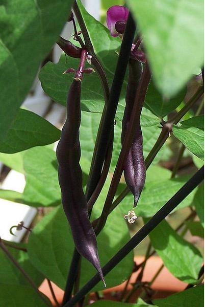 Photo of bush beans