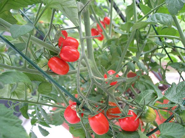 Photo of tomato plant