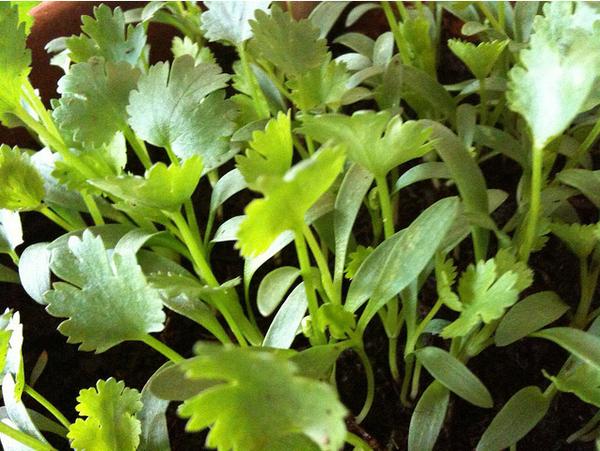 Photo of cilantro