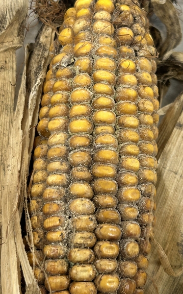 corn with white mold