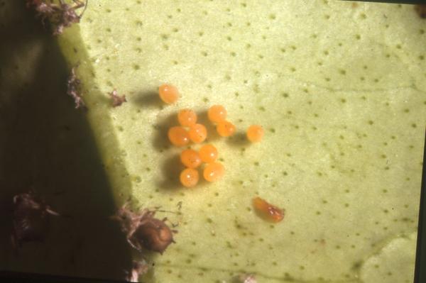 A clutch of red lady beetle eggs.
