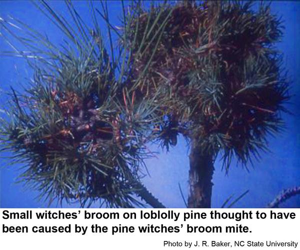 Photo of small witches' brooms on pine