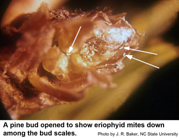 A damaged pine bud opened to show the eriophyid mites