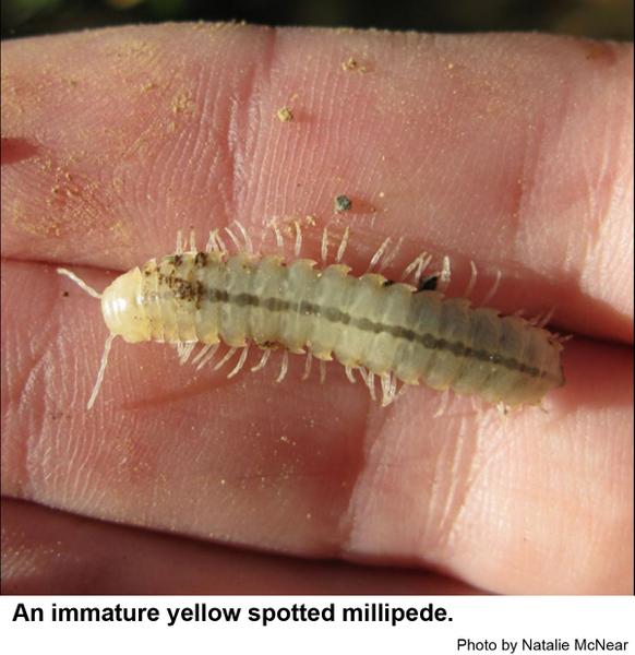 Immature yellow spotted millipedes